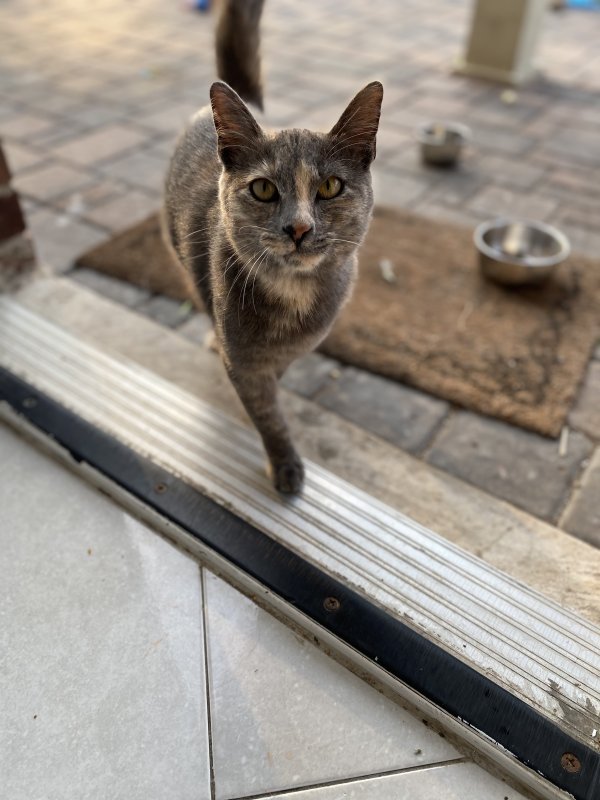 Safe Domestic Short Hair in Houston, TX