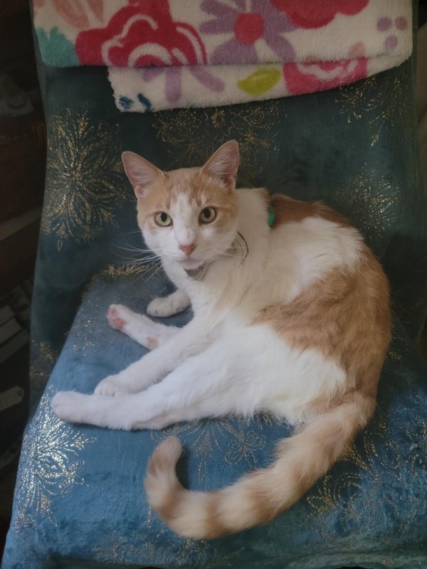 Safe Domestic Short Hair in Sacramento, CA