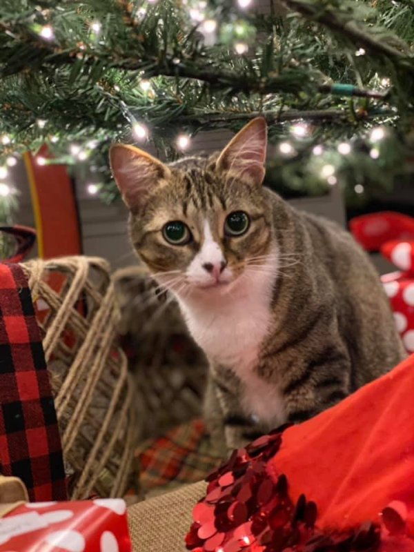Safe American Shorthair in Katy, TX