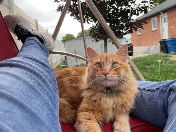 Safe Cat in Spanish Fork, UT