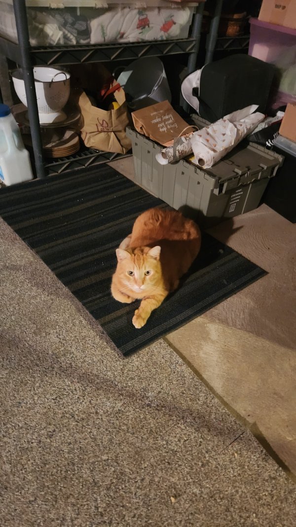 Safe Cat in Morrisville, PA