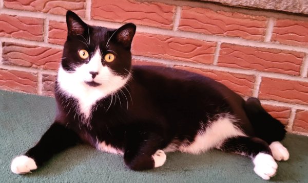 Safe Domestic Short Hair in Windham, CT