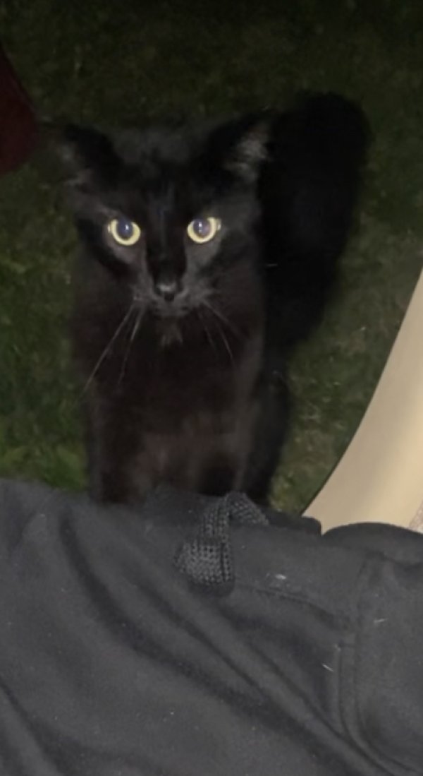 Safe Domestic Long Hair in Cleveland, OH