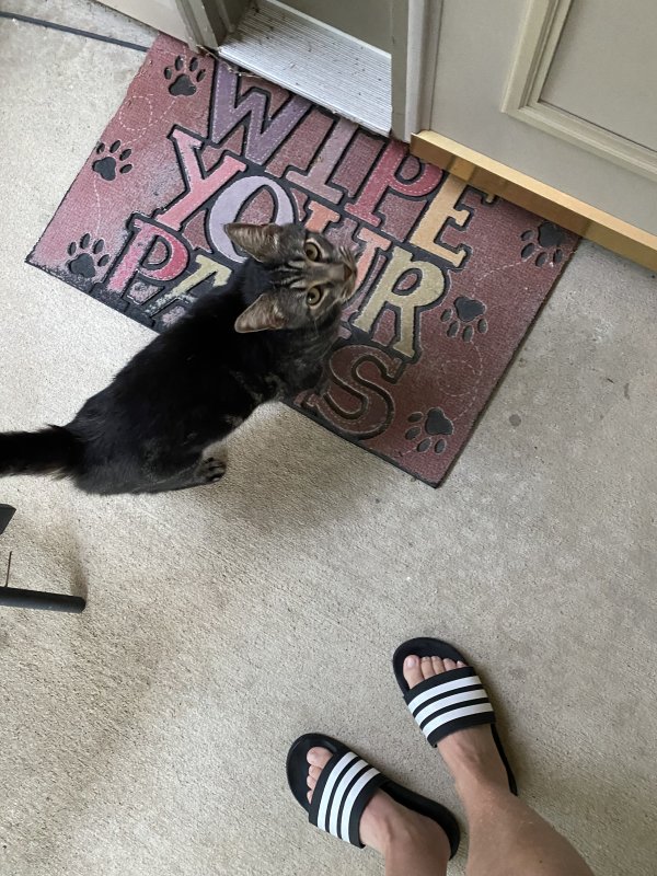 Safe Cat in Indianapolis, IN