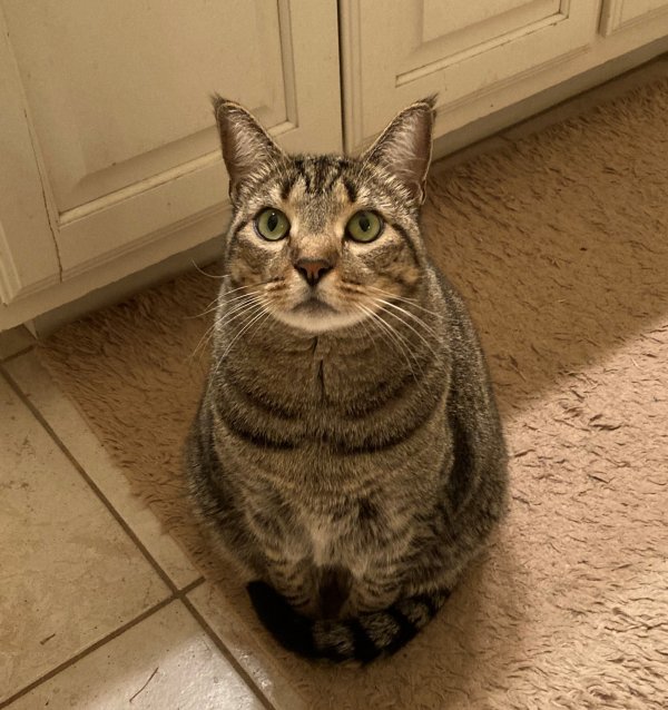 Safe American Shorthair in Arlington, TX