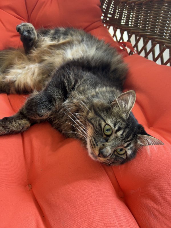Safe Maine Coon in Stanwood, WA