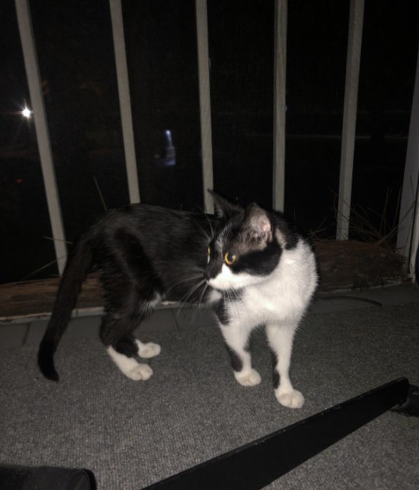 Safe Cat in Kissimmee, FL