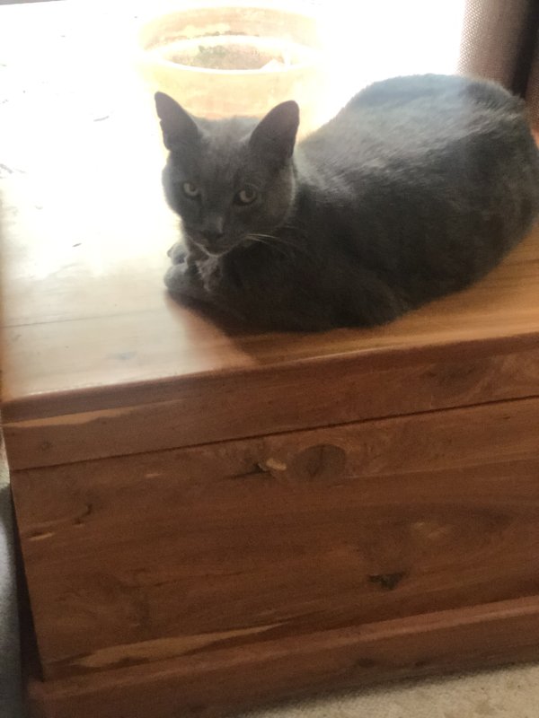 Safe Russian Blue in Charlotte, NC