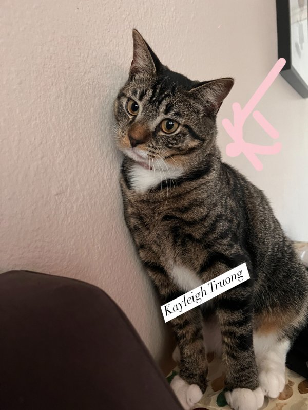 Safe American Shorthair in Saint Petersburg, FL