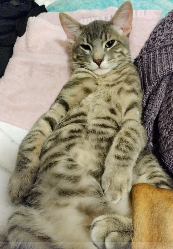 Safe American Shorthair in Fort Worth, TX