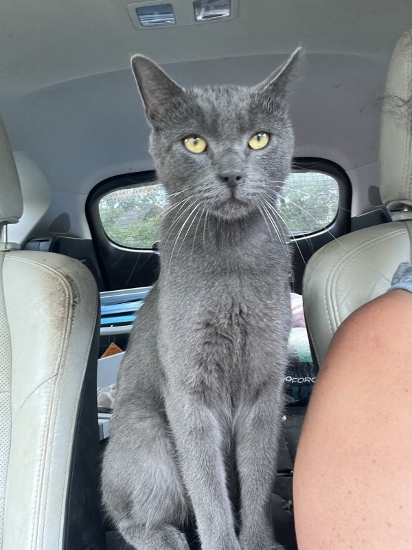 Lost Russian Blue 