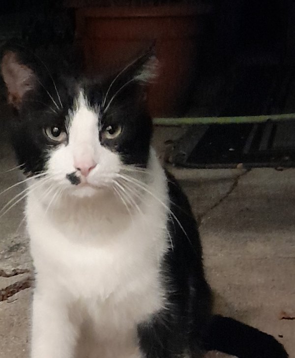Safe Cat in Franklin Park, IL
