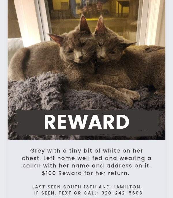 Safe Cat in Manitowoc, WI