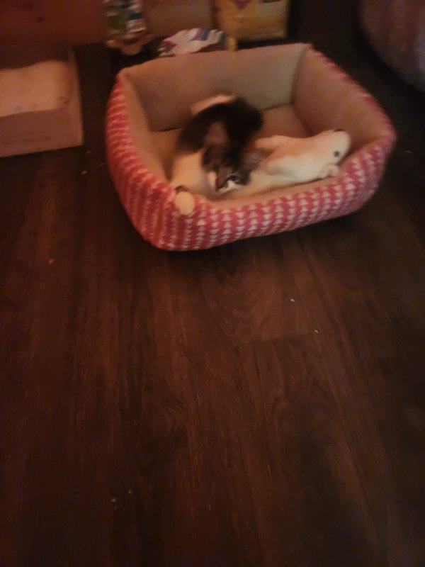 Found Domestic Long Hair 