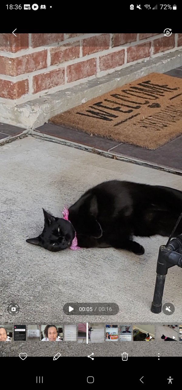 Safe Domestic Long Hair in Houston, TX