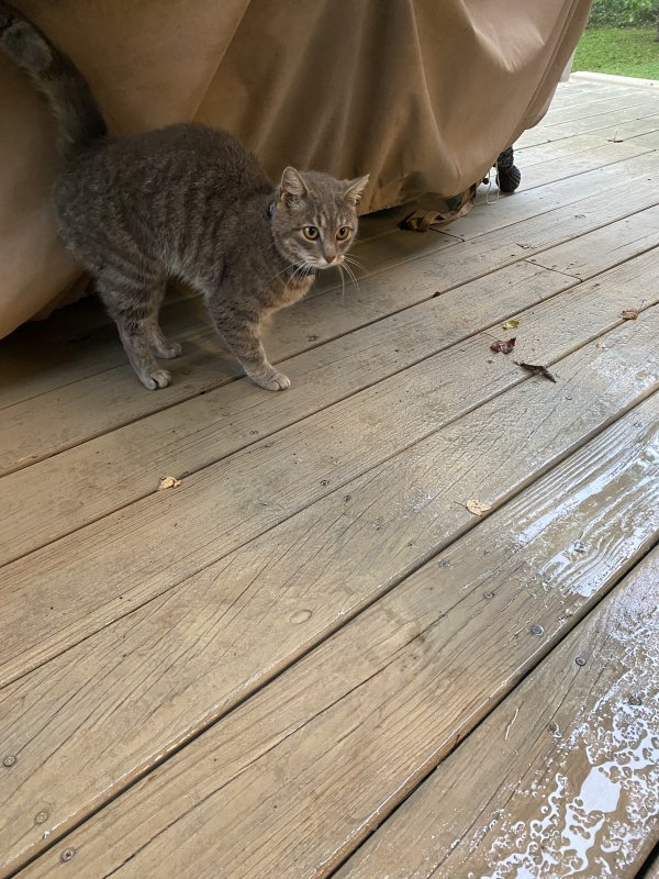 Safe Cat in Bath, MI