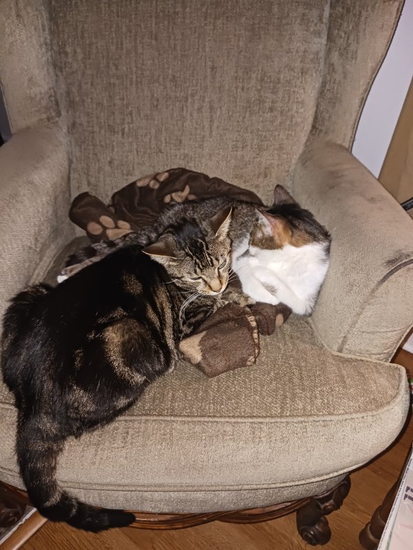 Safe Domestic Short Hair in Saint Petersburg, FL