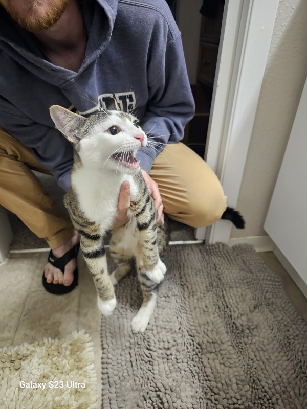 Found Oriental Longhair 