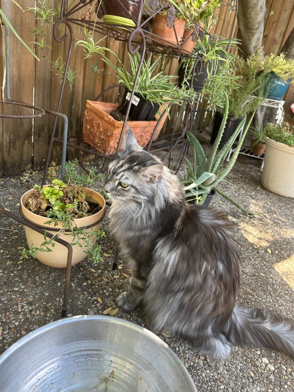 Lost Maine Coon in Texas