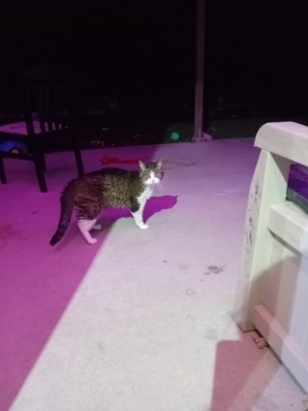 Safe Cat in Aurora, CO