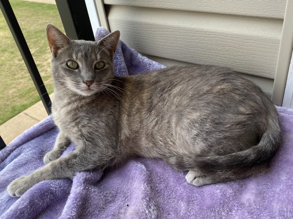 Lost American Shorthair in Georgia
