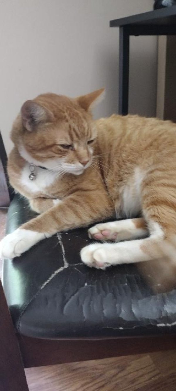 Safe Domestic Short Hair in Amenia, NY