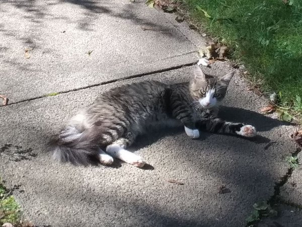 Safe Cat in Attleboro, MA