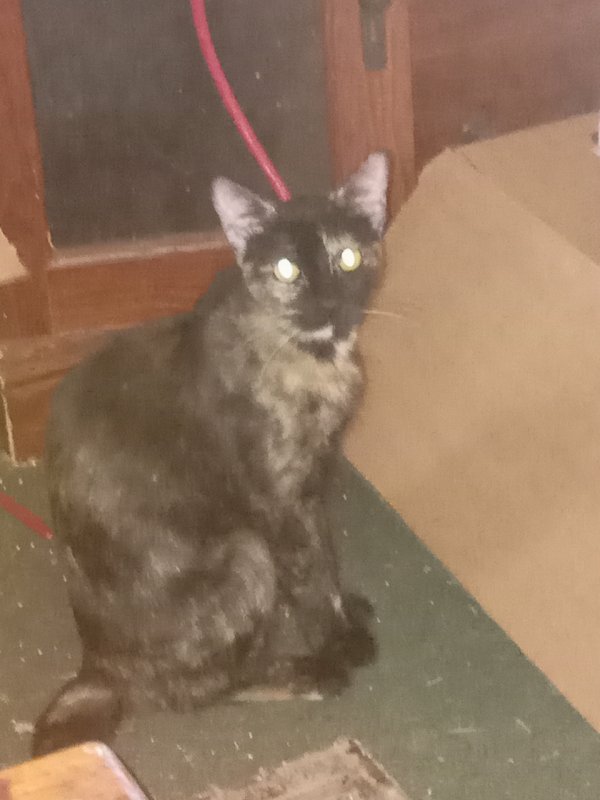 Lost American Shorthair in California