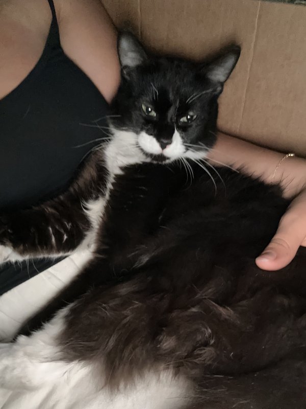 Safe Cat in Federal Way, WA
