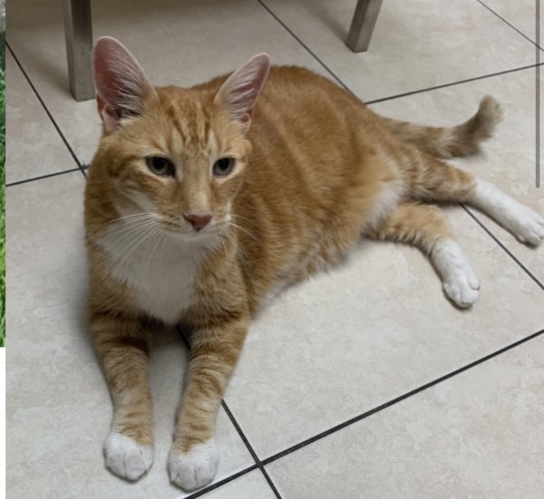 Safe Cat in Westbury, NY
