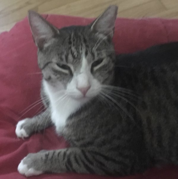 Lost Domestic Short Hair in New Jersey