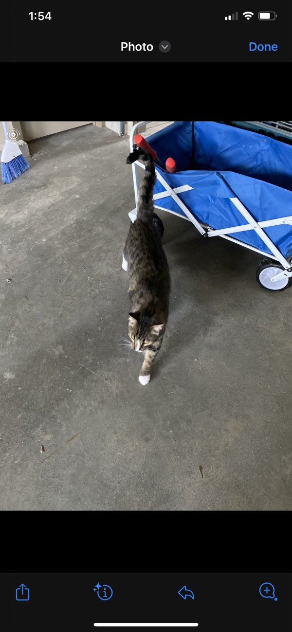 Safe Domestic Short Hair in Wichita, KS