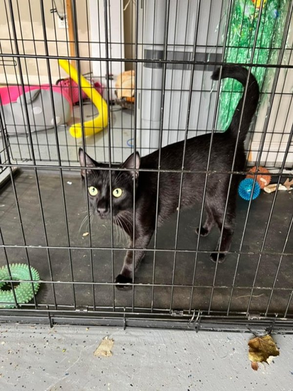 Safe Cat in Cumming, GA