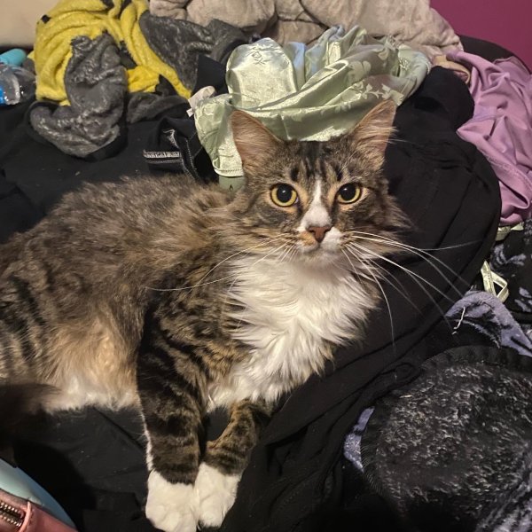 Safe Maine Coon in Sacramento, CA