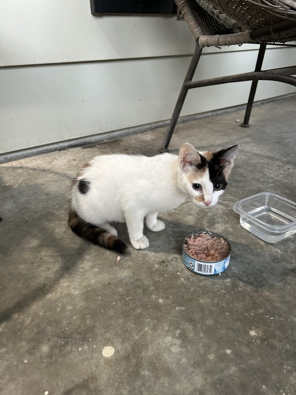 Safe Cat in Baton Rouge, LA