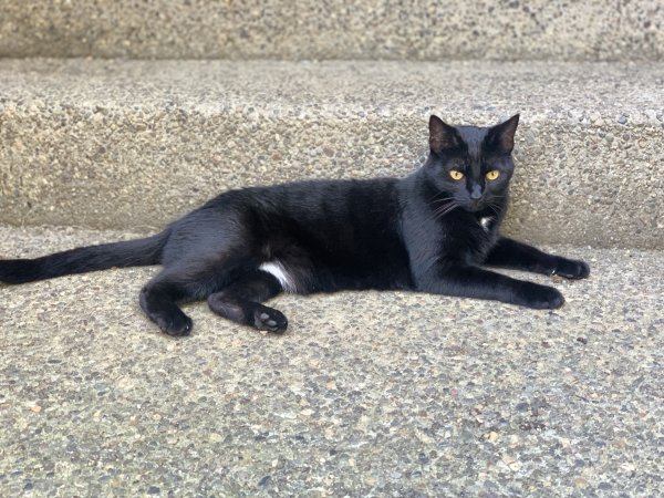 Safe American Shorthair in Frisco, TX