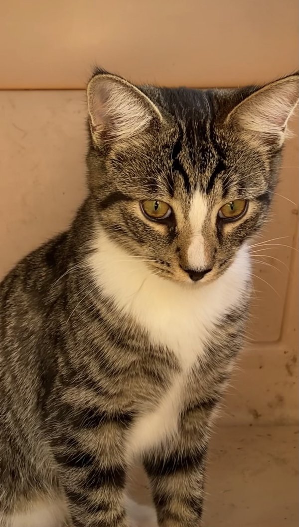 Found Domestic Short Hair 