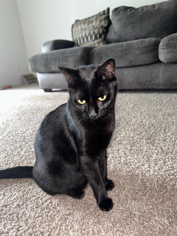Safe Domestic Short Hair in Miami, FL
