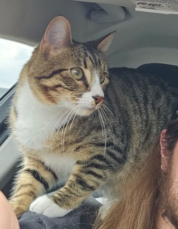Safe American Shorthair in Logan, UT