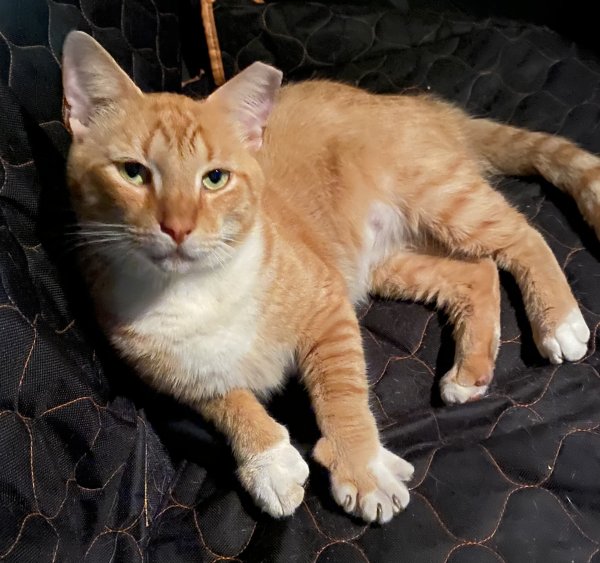 Safe Domestic Short Hair in Tampa, FL