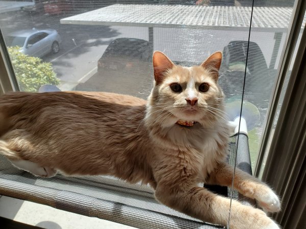 Safe Domestic Long Hair in Vancouver, WA