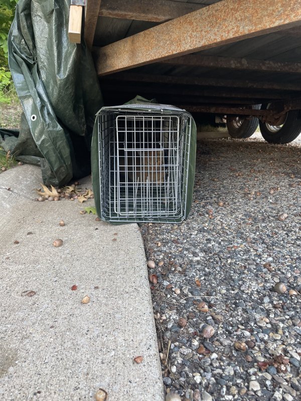 Safe Cat in Allendale, MI