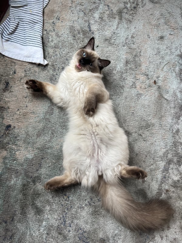 Lost Ragdoll 