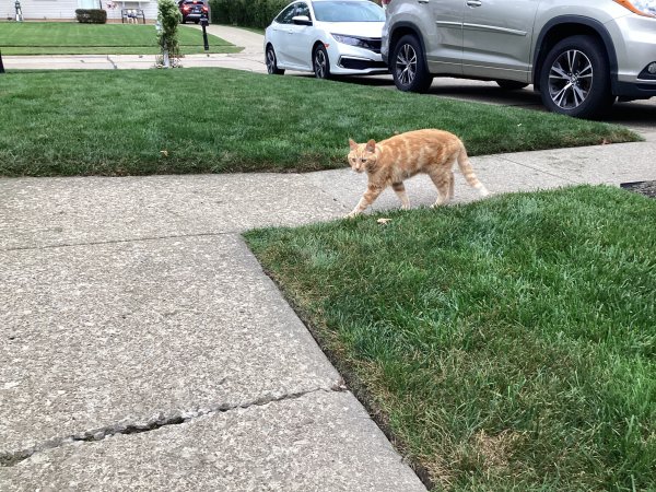 Safe Cat in Eastlake, OH