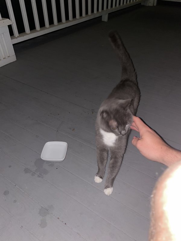 Safe Cat in Houston, TX