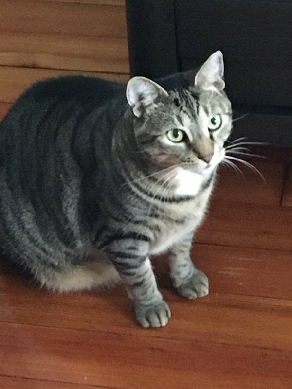 Lost Cat in Garden City, NY