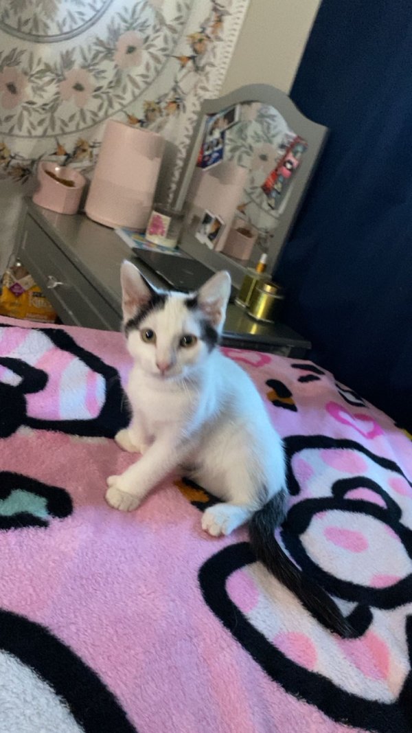 Safe Cat in Rancho Cordova, CA