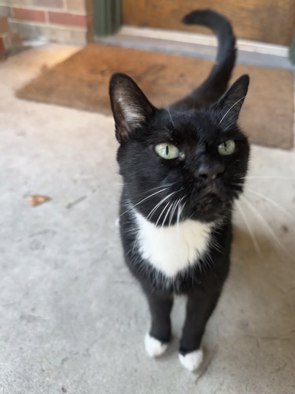 Safe Cat in Houston, TX