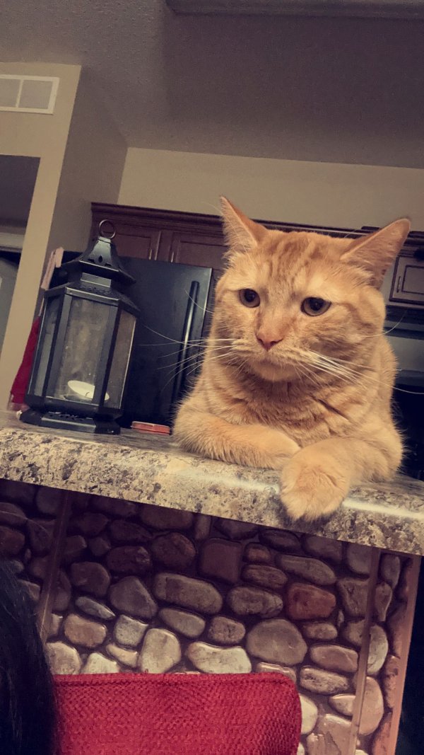 Safe Cat in Waukee, IA