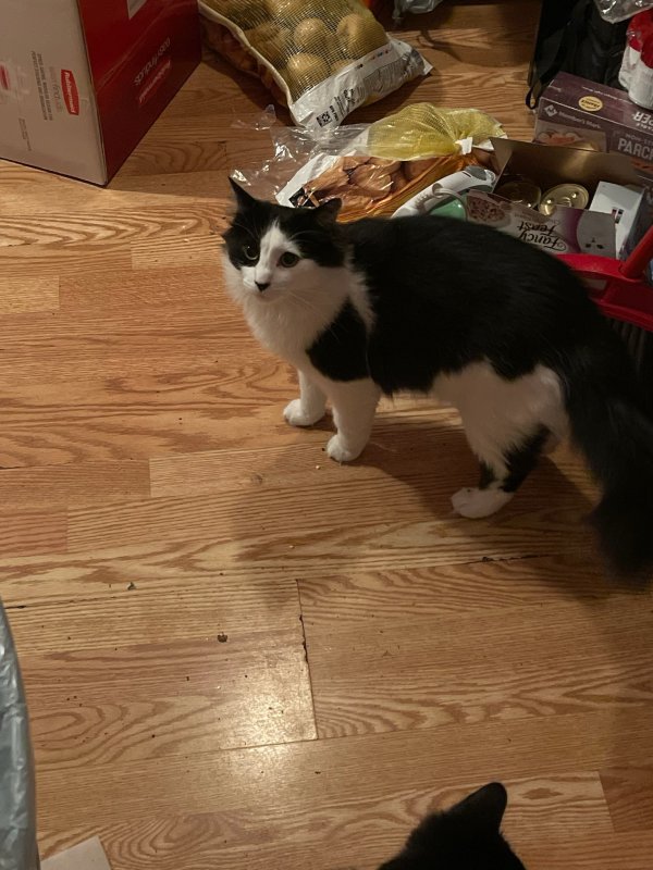 Lost Maine Coon in Tennessee